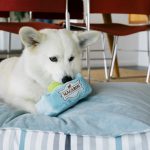 P.L.A.Y. Dog Toy - Macarons