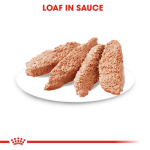 Royal Canin Dog Wet Food - Urinary Care Adult Dog (Loaf) 85G