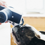 P.L.A.Y. Dog Toy - Lens Licker Camera