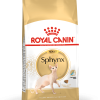 Sphynx Adult Cat