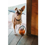 P.L.A.Y. Dog Toy - Howl-o-ween Treat Basket