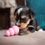 KONG Dog Toy - Puppy Chew Toy (Pink)