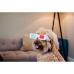 P.L.A.Y. 狗狗玩具 - 3D眼镜